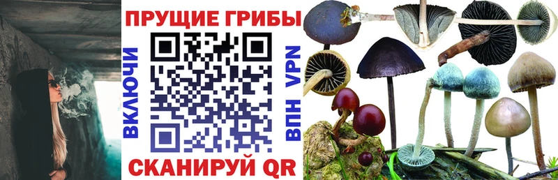 где найти   Нарткала  Псилоцибиновые грибы ЛСД 