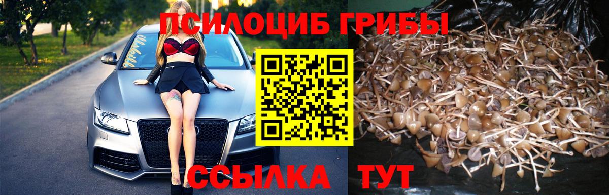 Псилоцибиновые грибы Cubensis Нарткала